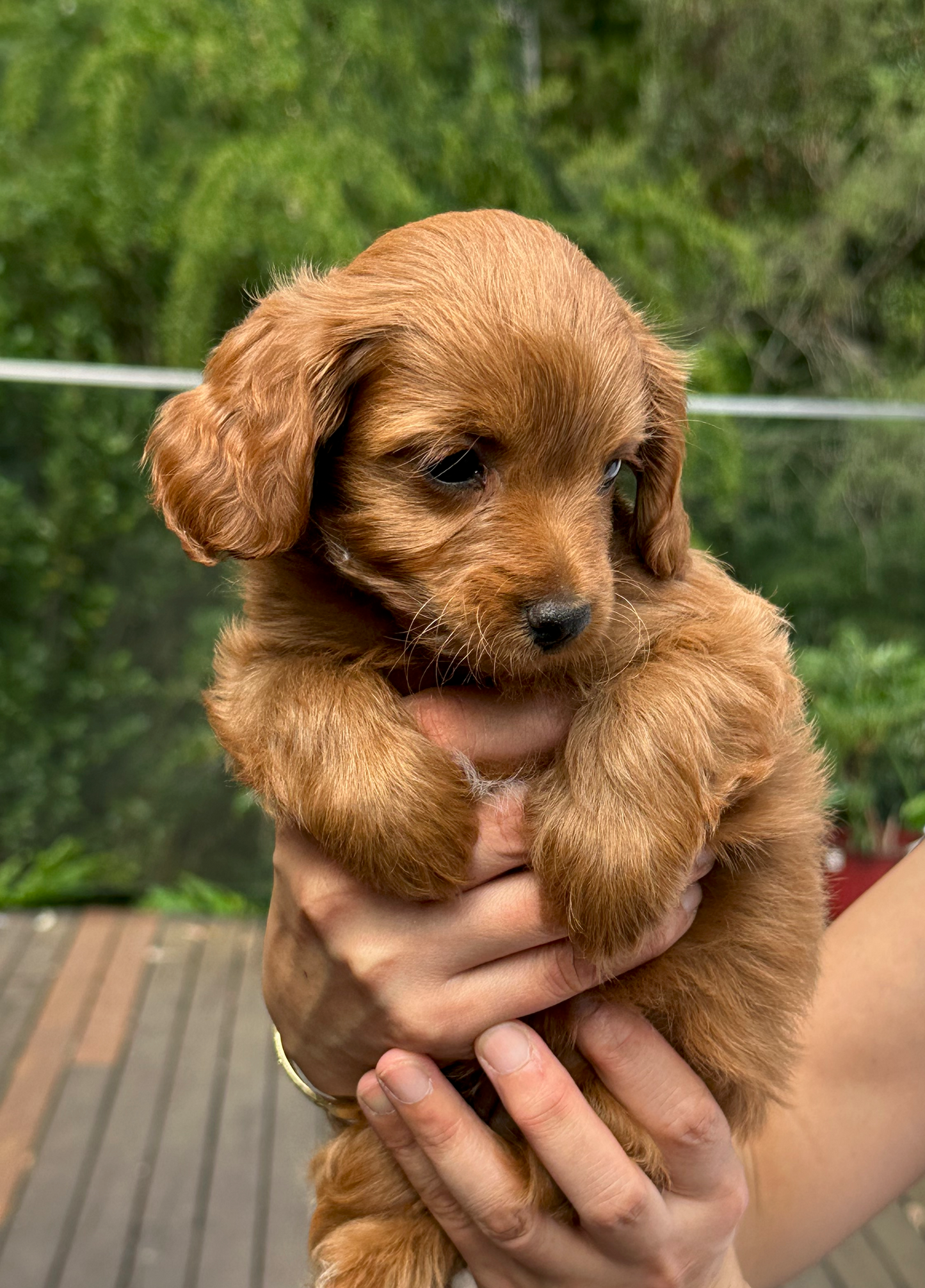 Cavoodle