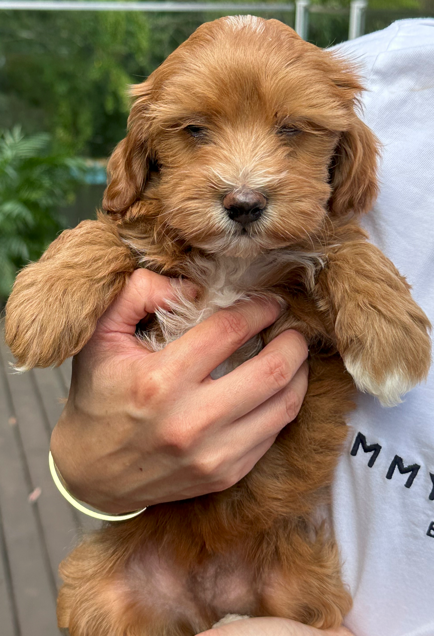 Cavoodle
