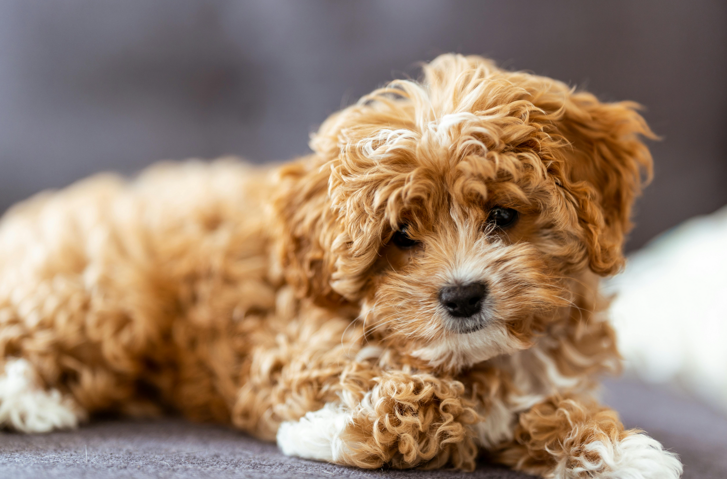 Cavoodle Puppies