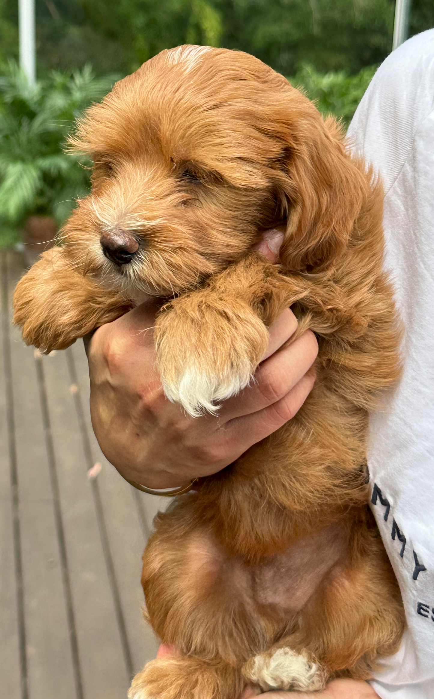 Cavoodle
